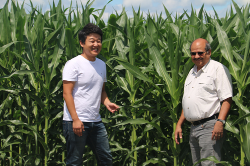 Scientists Dong Kook Woo (left) and Praveen Kumar study nutrients in corn productivity.: Photograph by Praveen Kumar courtesy of NSF.